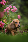 Dachshund puppy between roses