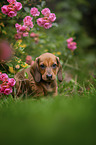 Dachshund puppy between roses