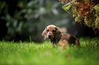 shorthaired dachshund puppy