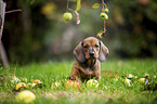 dachshund puppy under apple tree