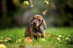 dachshund puppy under apple tree