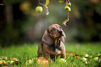 dachshund puppy under apple tree