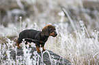 standing Dachshund puppy