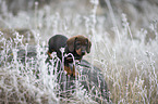 standing Dachshund puppy