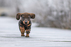 running Dachshund puppy