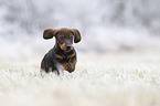 running Dachshund puppy