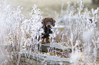 Dachshund puppy