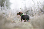 standing Dachshund puppy