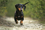 running Dachshund