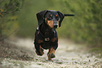 running Dachshund