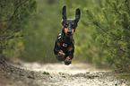 running Dachshund