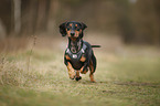 running Dachshund