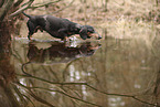 shorthaired Dachshund