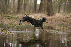 shorthaired Dachshund