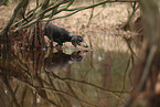 shorthaired Dachshund
