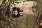shorthaired Dachshund