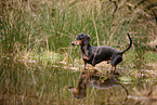 shorthaired Dachshund