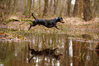 shorthaired Dachshund