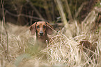 shorthaired Dachshund