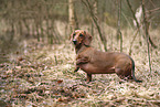 shorthaired Dachshund