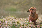 shorthaired Dachshund