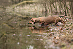 shorthaired Dachshund
