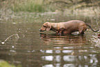 shorthaired Dachshund