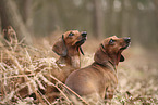 shorthaired Dachshund