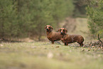 shorthaired Dachshund