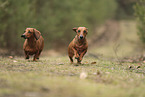 shorthaired Dachshund