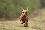 shorthaired Dachshund