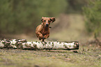 shorthaired Dachshund