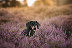 shorthaired Dachshund