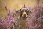 shorthaired Dachshund