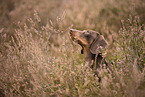 shorthaired Dachshund