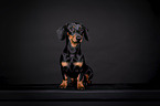 shorthaired Dachshund