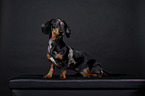 shorthaired Dachshund