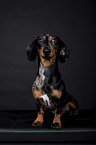 shorthaired Dachshund