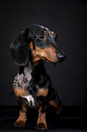 shorthaired Dachshund