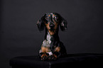 shorthaired Dachshund