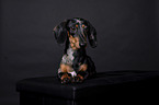 shorthaired Dachshund