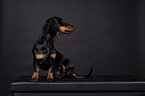 shorthaired Dachshund