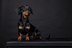 shorthaired Dachshund