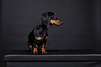 shorthaired Dachshund