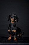 shorthaired Dachshund