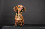 shorthaired Dachshund