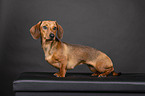 shorthaired Dachshund