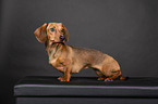 shorthaired Dachshund