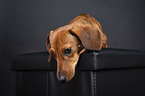 shorthaired Dachshund