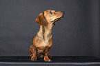 shorthaired Dachshund
